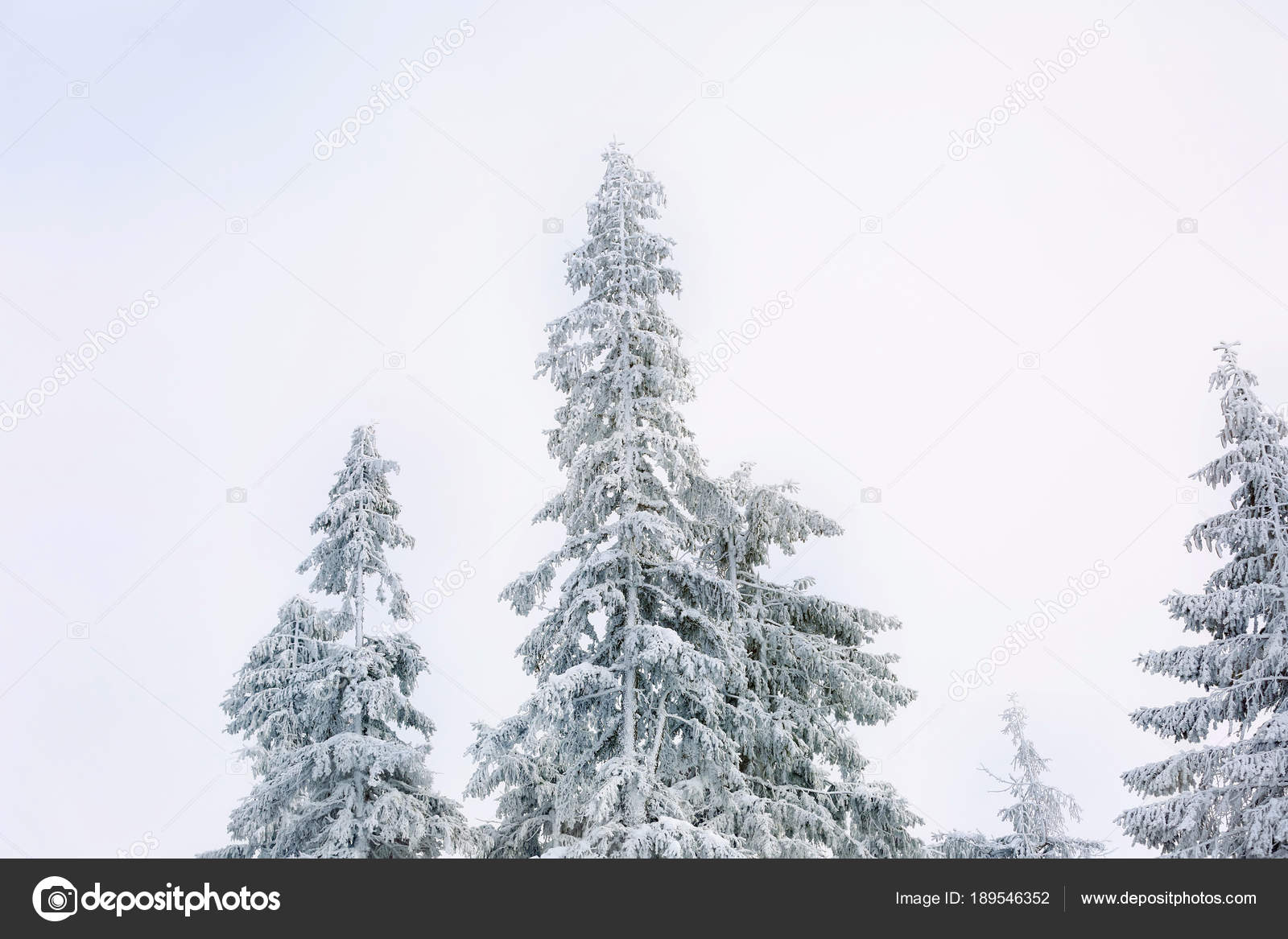 Beautiful fir trees Stock Photo by ©belchonock 189546352