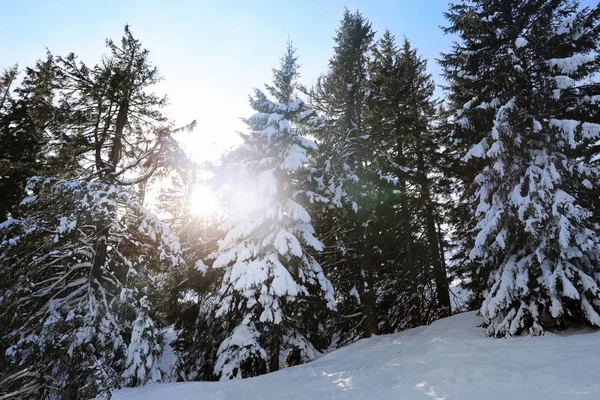 Hóval borított fenyők téli napon — Stock Fotó