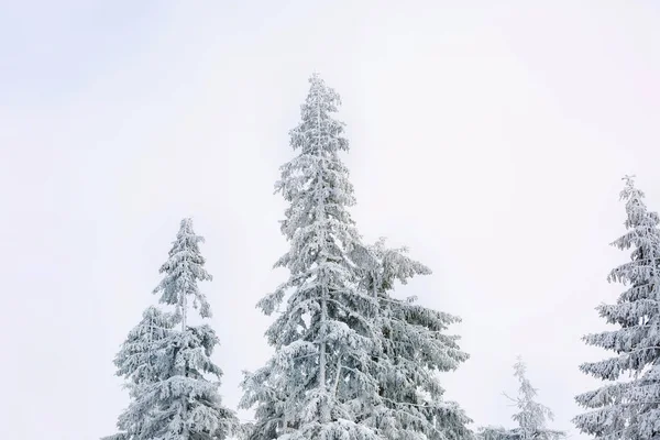 Güzel çam ağaçları — Stok fotoğraf