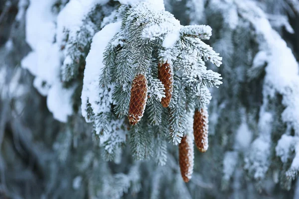 Κλαδί έλατου καλυμμένα με χιόνι χειμερινή ημέρα — Φωτογραφία Αρχείου