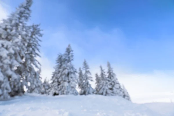 Hermosos abetos cubiertos de nieve en el día de invierno, vista borrosa —  Fotos de Stock