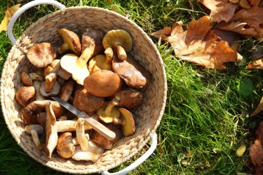 Hasır sepet orman çim üzerinde farklı mantar ile