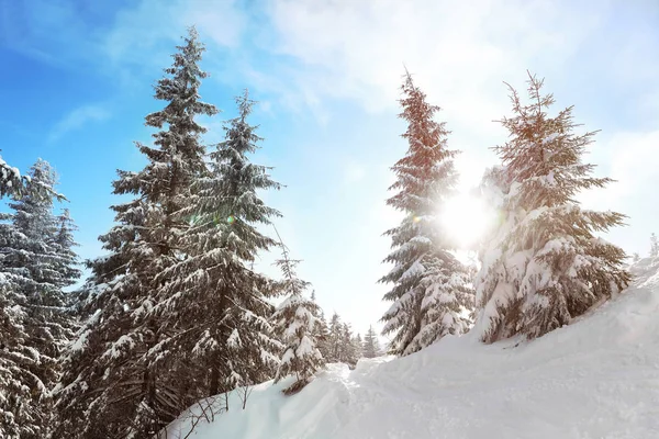 Árvores Abeto Cobertas Neve Floresta Conífera Dia Inverno — Fotografia de Stock