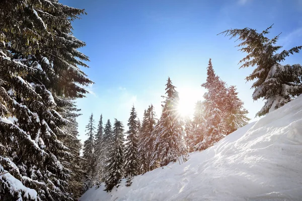 Abeto Cubierto Nieve Bosque Coníferas Día Invierno — Foto de Stock