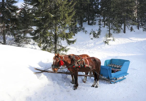 Cute horses with wooden sledge on snowy day, winter vacation