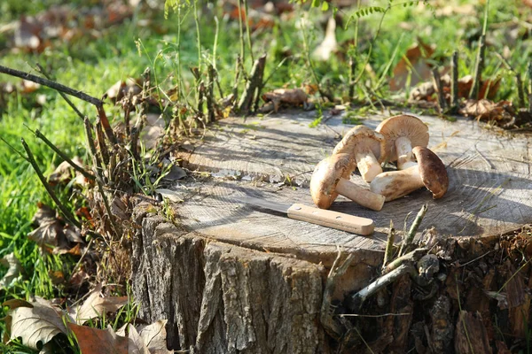 Frische Rohe Pilze Mit Messer Auf Baumstumpf Wald — Stockfoto