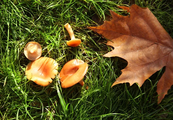 Fresh Raw Orange Mushrooms Grass Forest — Stock Photo, Image