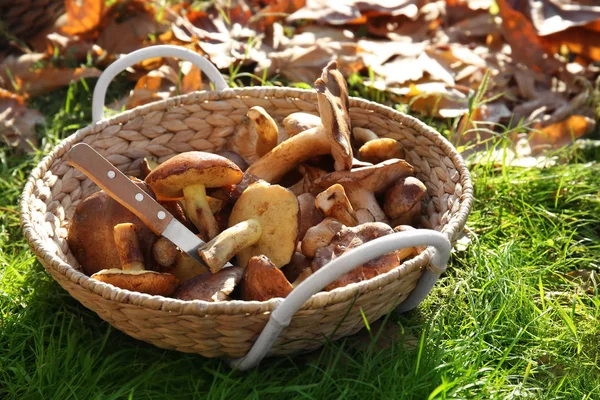Wicker Basket Different Mushrooms Grass Forest — Stock Photo, Image