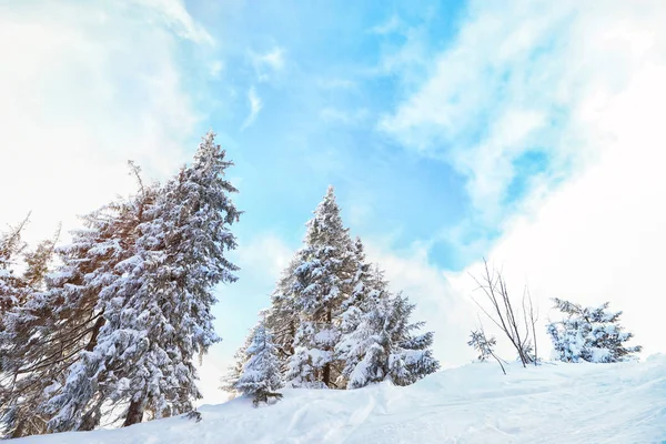 Abeto Cubierto Nieve Bosque Coníferas Día Invierno — Foto de Stock