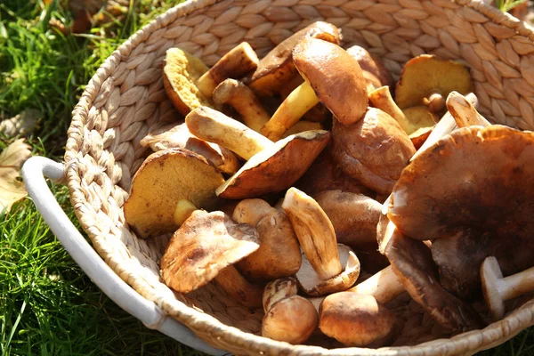 Panier Osier Avec Différents Champignons Sur Herbe Dans Forêt Gros — Photo