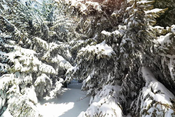 Větve Stromů Jedle Pokryté Sněhem Jehličnatých Lesů Zimní Den — Stock fotografie