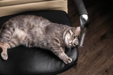 Komik kilolu kedi 