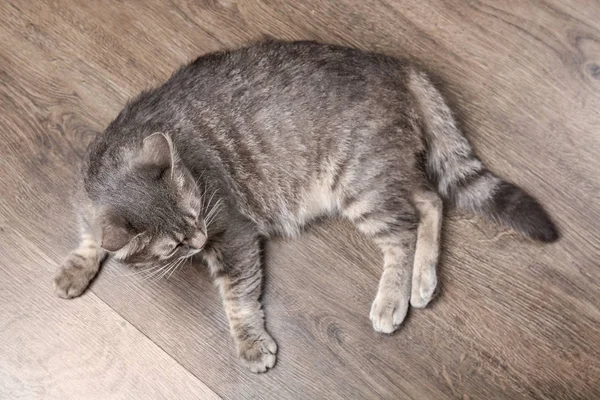 Gato Sobrepeso Engraçado Deitado Chão Madeira — Fotografia de Stock