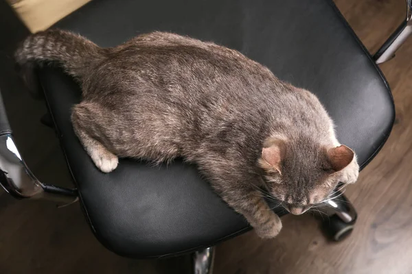 Funny overweight cat — Stock Photo, Image