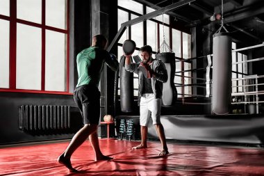 boksörler spor salonunda eğitim