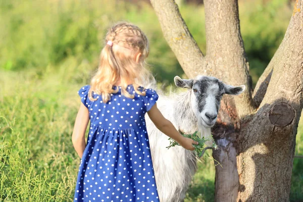 Little Girl Feeding Goat Herbs Farm — Stock Photo, Image