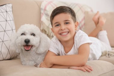 Küçük çocuk ve bichon frise köpek evde koltukta yalan