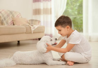 Küçük çocuk ve bichon frise köpek vasıl ev