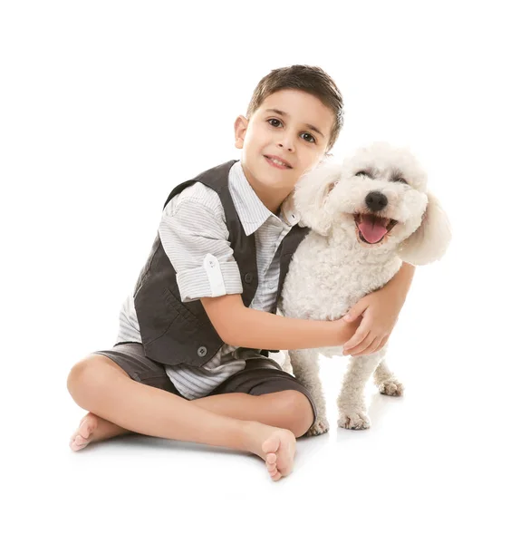 Menino Bichon Frise Cão Isolado Branco — Fotografia de Stock