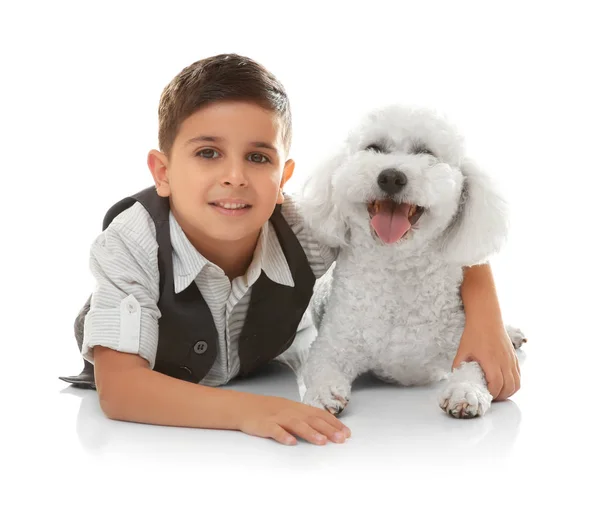 Маленький Мальчик Бишонная Фризская Собака Изолированные Белом — стоковое фото