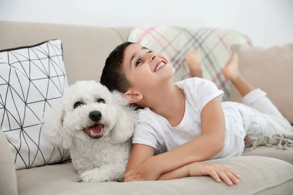 Мальчик Бишонная Фризская Собака Лежат Дома Диване — стоковое фото