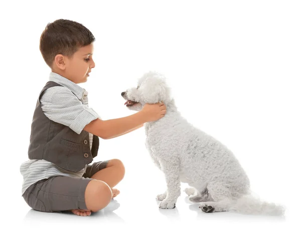 Menino Bichon Frise Cão Isolado Branco — Fotografia de Stock