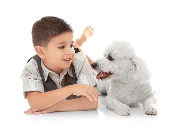 Menino Bichon Frise Cão Isolado Branco — Fotografia de Stock