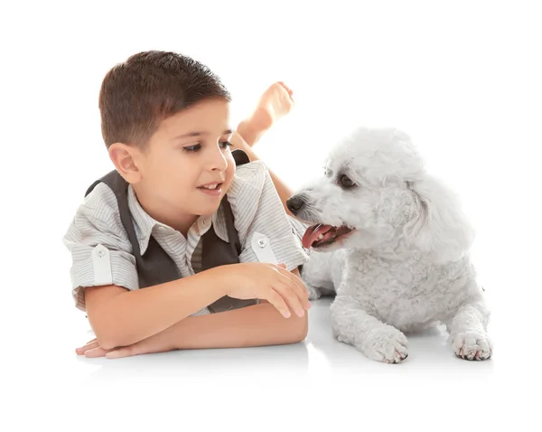 Petit Garçon Bichon Frise Chien Isolé Sur Blanc — Photo