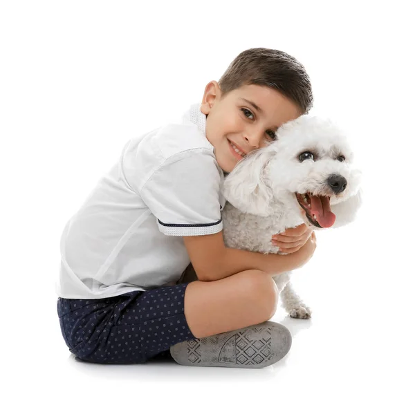 Маленький Мальчик Бишонная Фризская Собака Изолированные Белом — стоковое фото