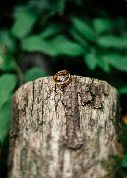 Gold wedding rings on a log with moss — Stock Photo, Image