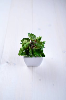 Beyaz bir arka plan üzerinde beyaz bir tencerede yeşil houseplant