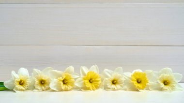Nergis çiçek sınır, kopya alanı ile ahşap arka plan beyaz. Üstten görünüm, düz yatıyordu. Beyaz nergis. Bahar çiçekleri. Tebrik kartı için 8 Mart (kadınlar günü), anneler günü. Paskalya arka plan bahar