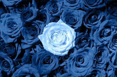 Klasik mavi arkaplan, kopyalama alanı. Taze gül çiçekleri
