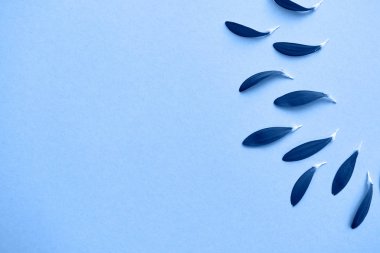 Çiçek yapraklarından yapılmış klasik mavi arkaplan, kopyalama alanı. 