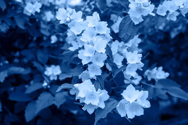 Классический синий фон из свежих цветов и листьев жасмина — стоковое фото