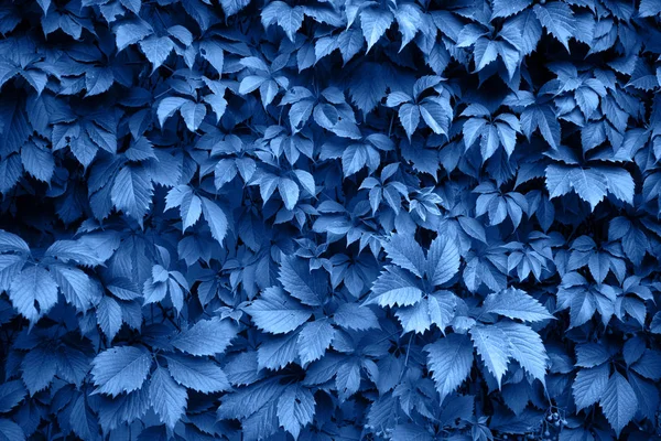 Klassisch blauer Hintergrund aus frischen Blättern, Kopierraum. — Stockfoto