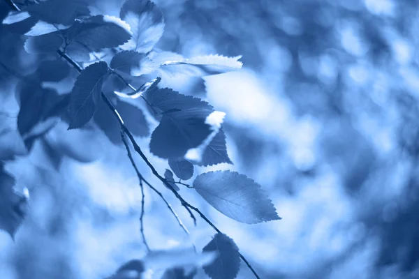 Klassisch blauer Hintergrund mit frischen Blättern auf Ästen — Stockfoto