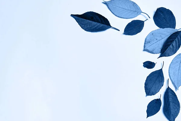 Fondo azul clásico. Hojas de colores, espacio para copiar . — Foto de Stock