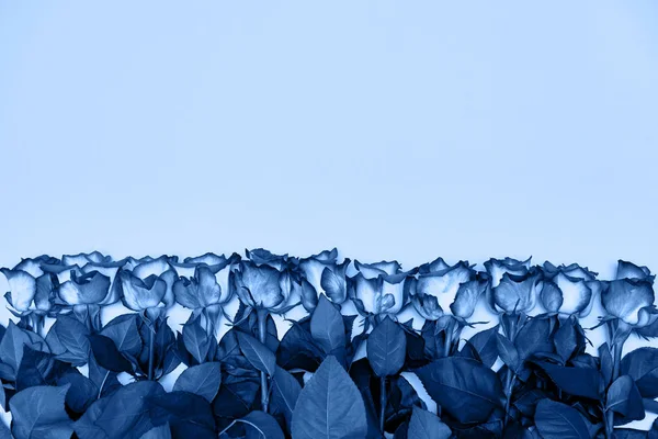 Fondo azul clásico, espacio para copiar. Flores de rosas frescas, primer plano —  Fotos de Stock