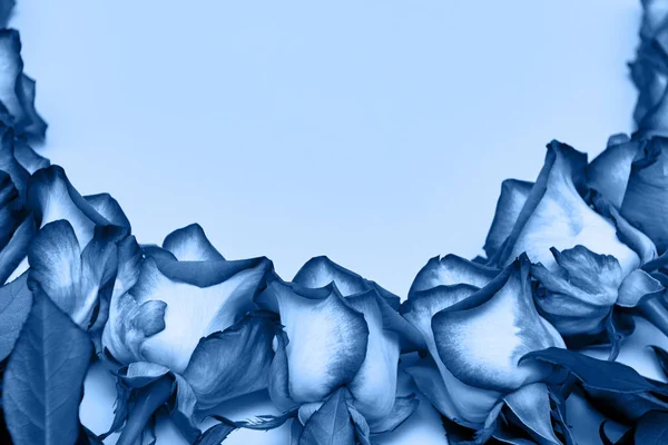 Fundo azul clássico, espaço de cópia. Flores de rosas frescas, close up — Fotografia de Stock