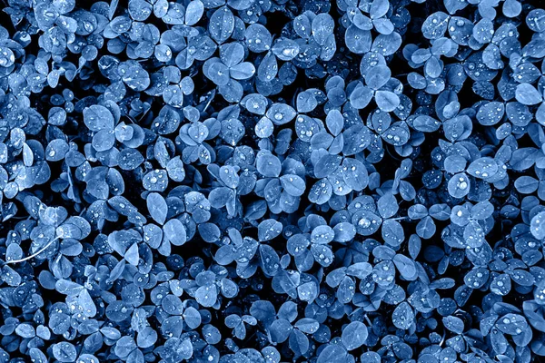 Fondo azul clásico. Hojas pequeñas frescas de color con rocío —  Fotos de Stock