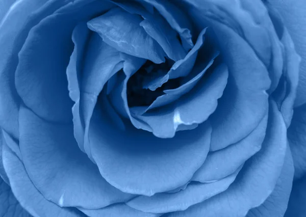 Fondo azul clásico, espacio para copiar. Flor de rosa fresca, cerca — Foto de Stock
