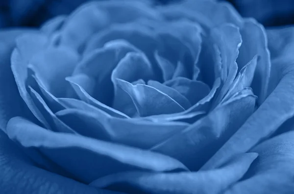 Klassisch blauer Hintergrund, Kopierraum. frische Rosenblüte aus nächster Nähe — Stockfoto