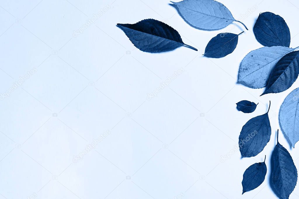 Classic blue background. Colored leaves, copy space. 