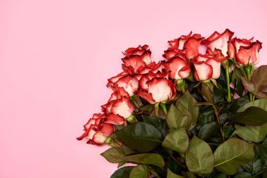 Pembe pastel arka planda gül çiçekleri, kopyalama alanı. Bahar minimum konsepti