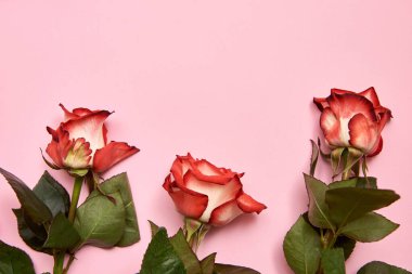 Pembe pastel arka planda gül çiçekleri, kopyalama alanı. Bahar minimum konsepti
