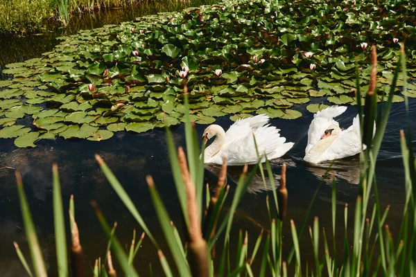 Twee witte zwanen op het meer, kopieer ruimte. Zwaan vogel paar outdoo — Stockfoto