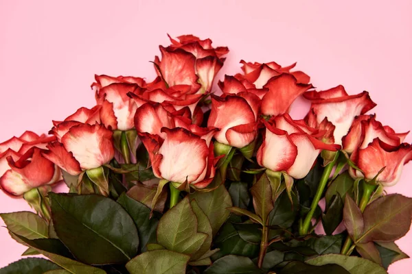 Квіти троянд на рожевому пастельному тлі, копіюють простір. Весняна мінімальна концепція — стокове фото