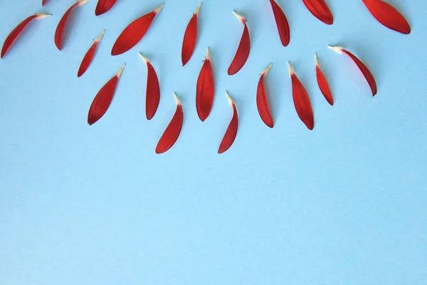 Fond créatif avec des pétales de fleurs rouges sur fond bleu pastel — Photo