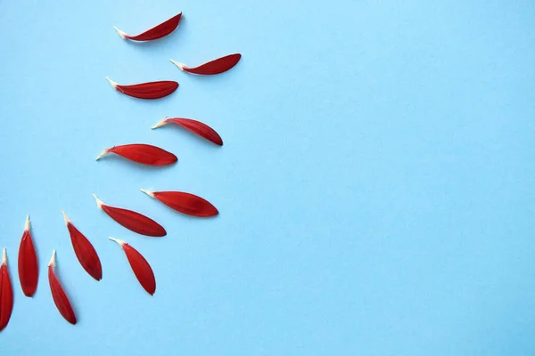 Creative background with red flower petals on blue pastel background